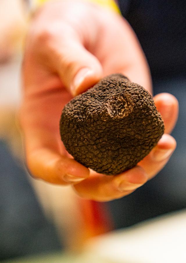 truffe lozère gorges du tarn