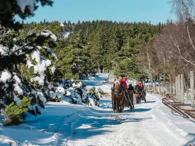 parc bisons d'europe visite traineau hiver