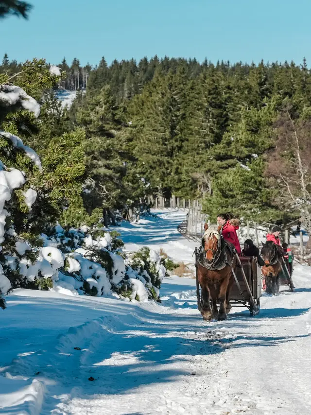 parc bisons d'europe visite traineau hiver