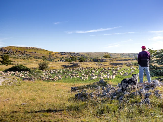 causse méjean sheep