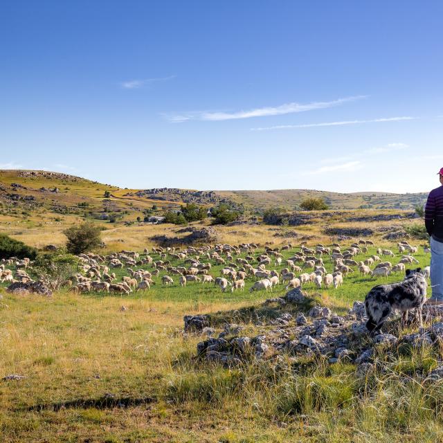 causse méjean sheep