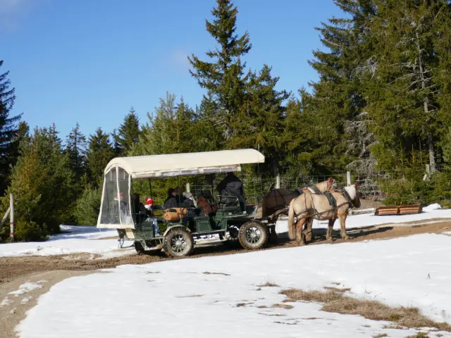 visite en calèche bisons d'europe