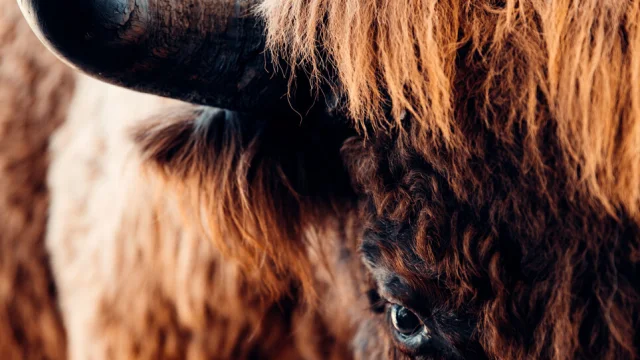 tête bison d'europe