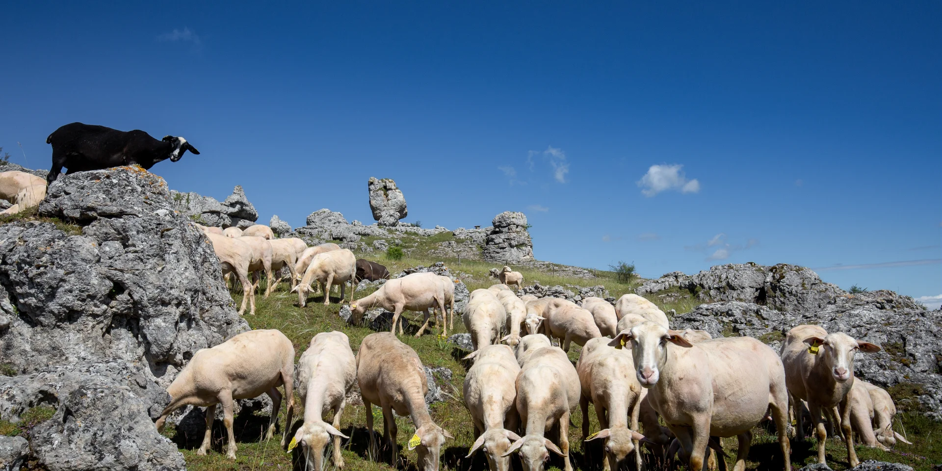 brebis causse méjean troupeau