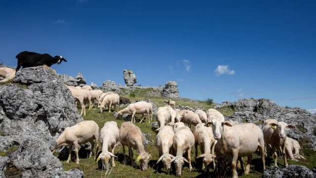 brebis causse méjean troupeau