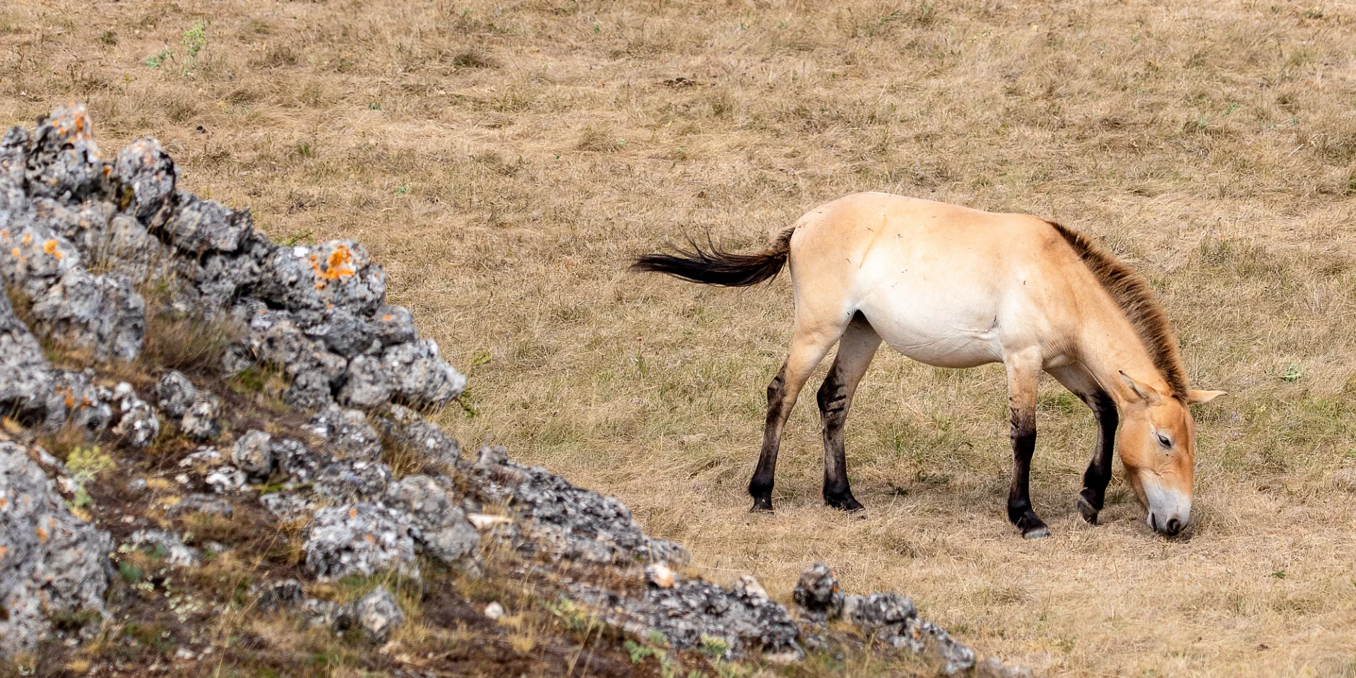 przewalski's horse causse méjean