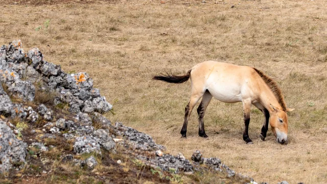cheval de przewalski causse méjean