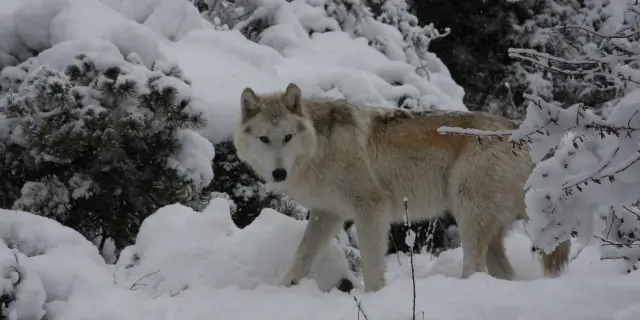 Loups du gévaudan neige hiver vacances