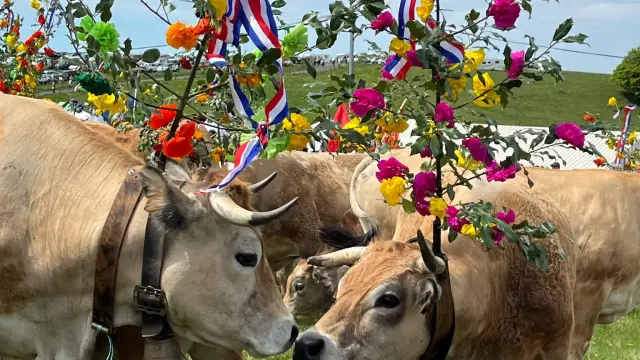 Transhumance au col de Bonnecombe