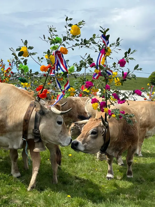 Transhumance au col de Bonnecombe