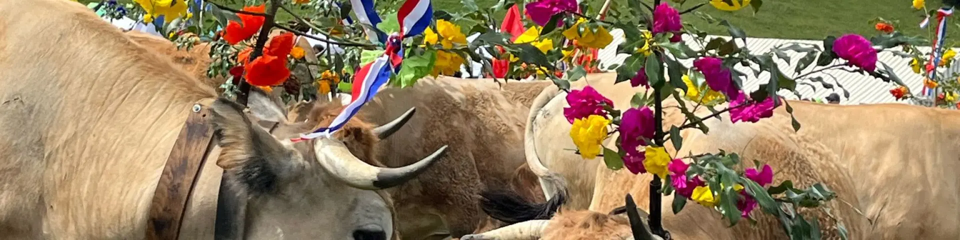 Transhumance au col de Bonnecombe