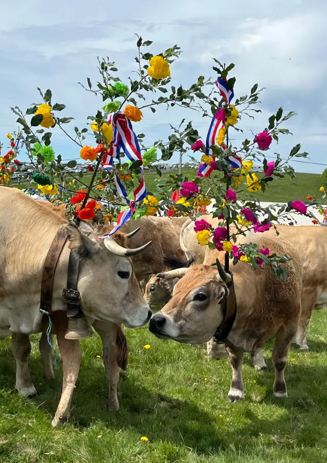 Transhumance au col de Bonnecombe