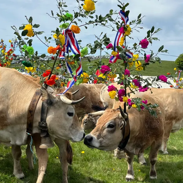 Transhumance au col de Bonnecombe