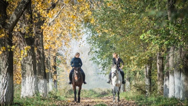 Equitation.png