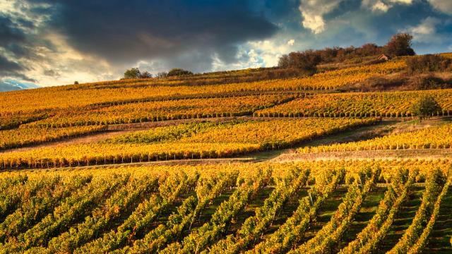 Weinberg Couchois Grand Autunois Tourisme Jean Marc Schwartz