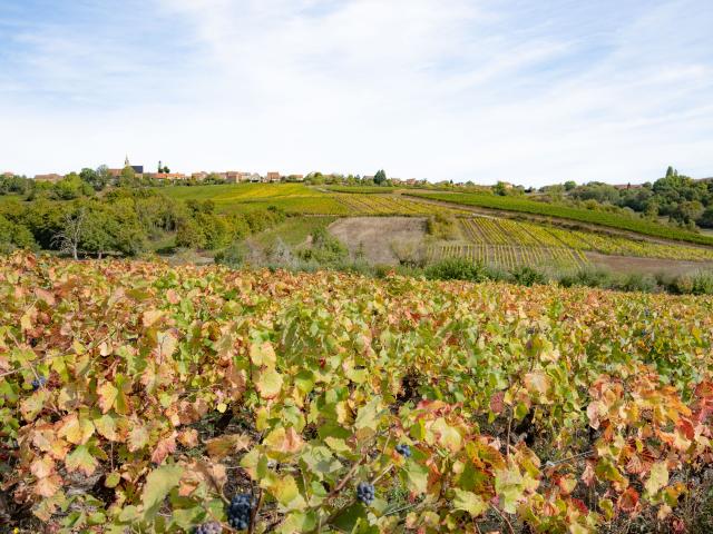 côtes du couchois @celine bacconnet_3121_1