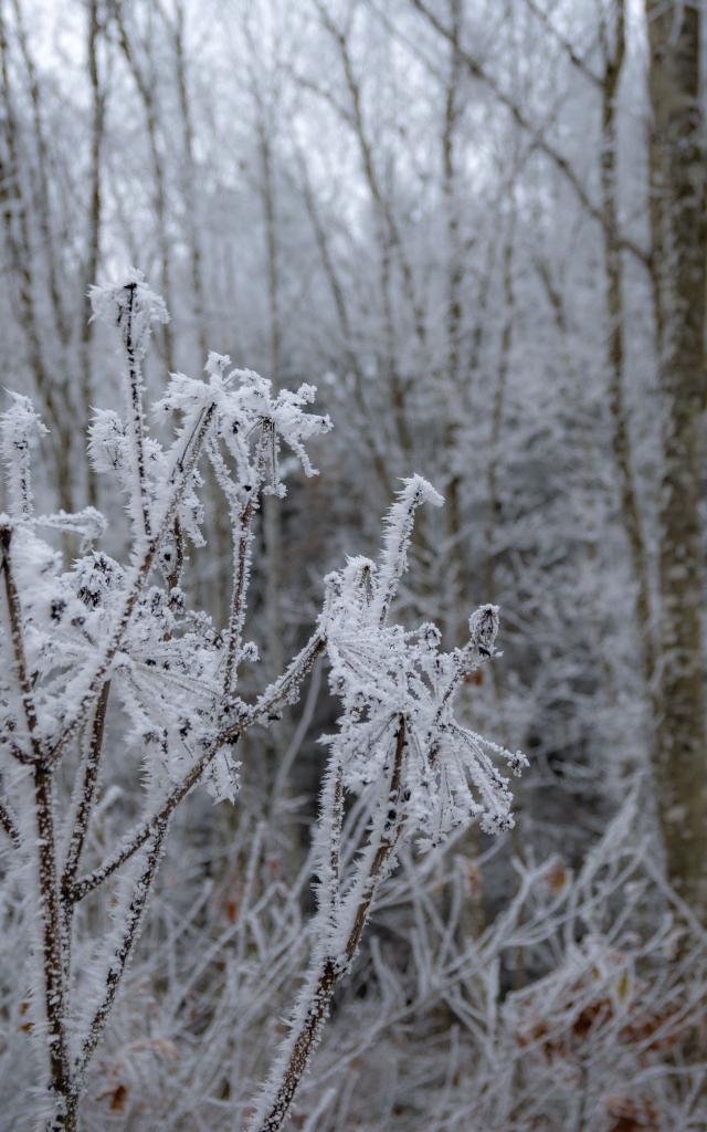 Paysages Hiver @celine Bacconnet 6894