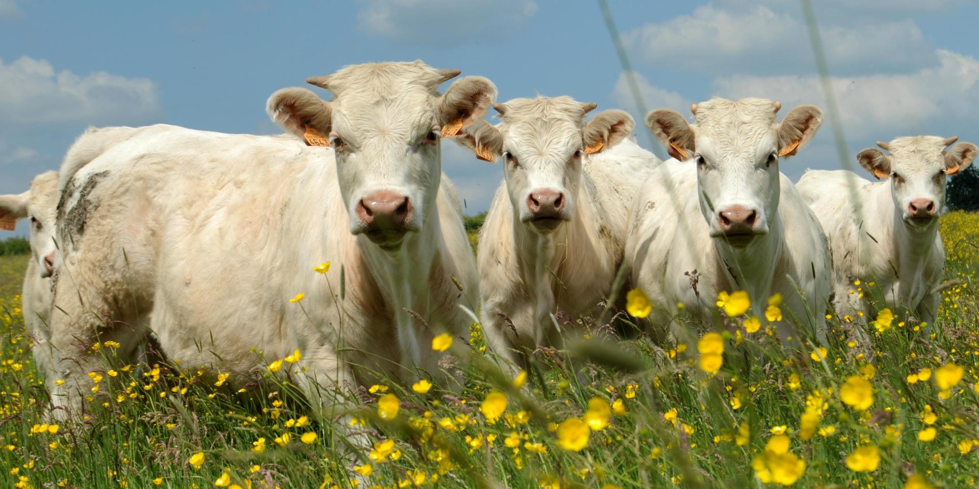 Landwirtschaft Viehzucht