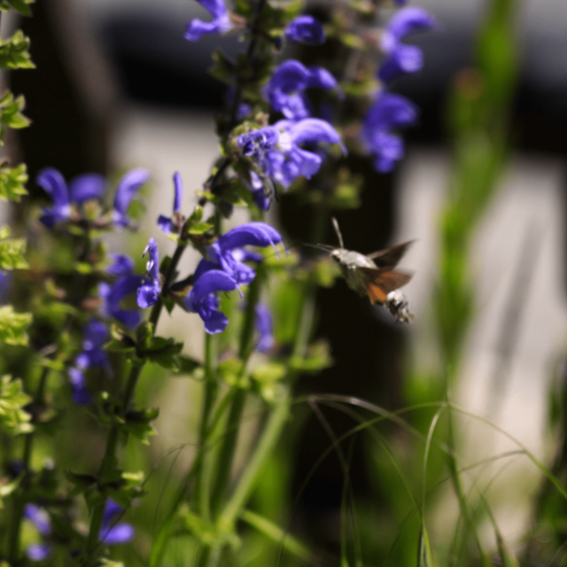 Moro-sphinx_blue flowersTheCoflocs