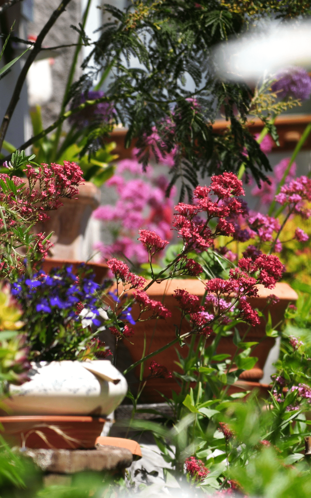 Jardin Fleurslescoflocs(2)