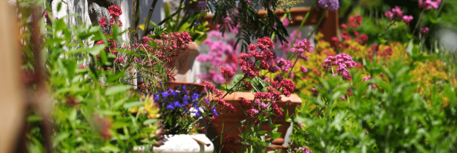 tuin_bloemenDeCoflocs(2)