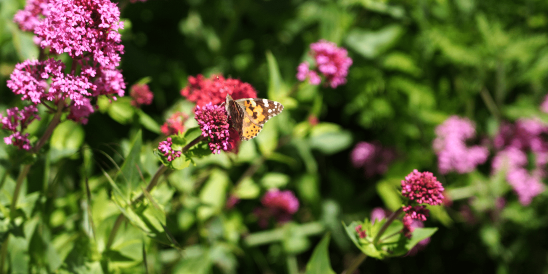 vlinder_bloemen_rozenDeCoflocs