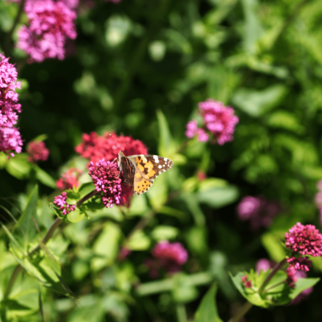 schmetterling_blumen_rosaDieCoflocs