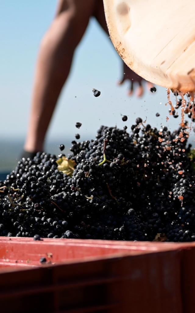 Vendanges Couches Vincent Royet Cotes du Couchois © Celine Bacconnet