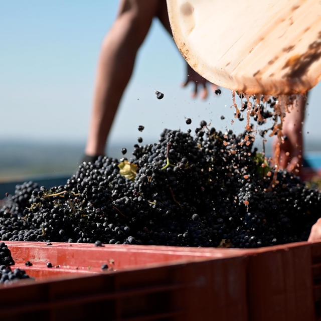 Vendanges Couches Vincent Royet Cotes du Couchois © Celine Bacconnet