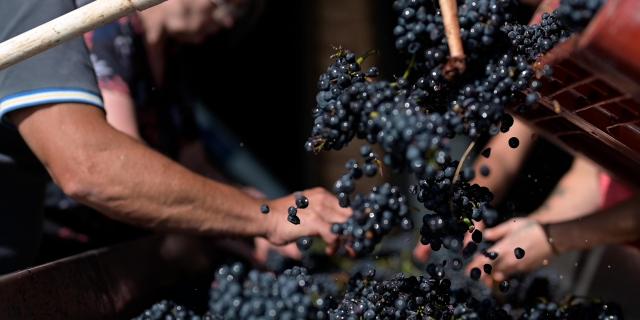 Vendanges Couches Vincent Royet Cotes Du Couchois @celine Bacconnet 0738.mov.00 00 25 67.still001