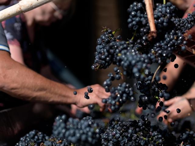 Vendanges Couches Vincent Royet Cotes Du Couchois @celine Bacconnet 0738.mov.00 00 25 67.still001