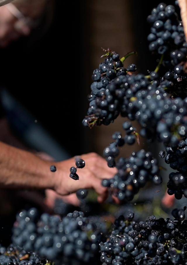 Vendanges Couches Vincent Royet Cotes Du Couchois @celine Bacconnet 0738.mov.00 00 25 67.still001