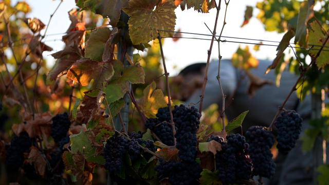 Vendanges Dracy Les Couches Cotes Du Couchois @celine Bacconnet 0570.mov.00 00 59 86.still001