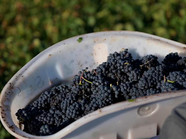 Vendanges Dracy Les Couches Cotes Du Couchois @celine Bacconnet 0587.mov.00 00 22 50.still001