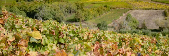 Côtes Du Couchois