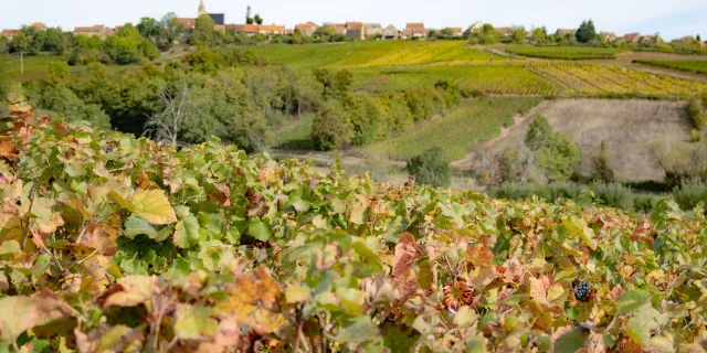 Côtes Du Couchois