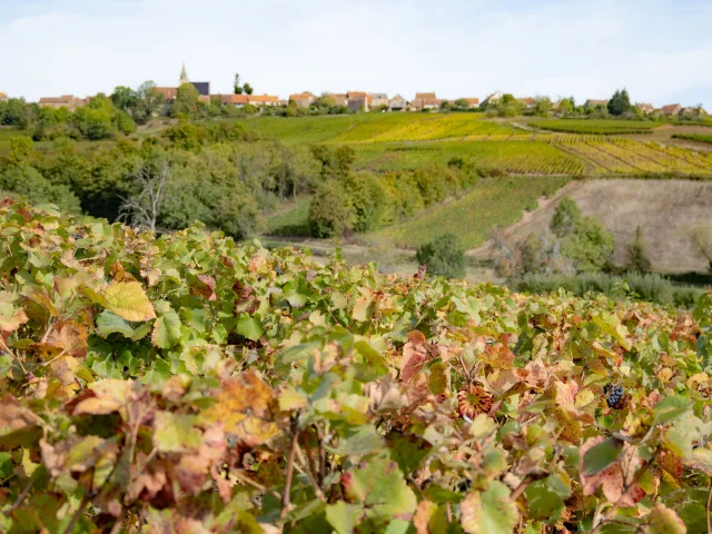 Côtes Du Couchois