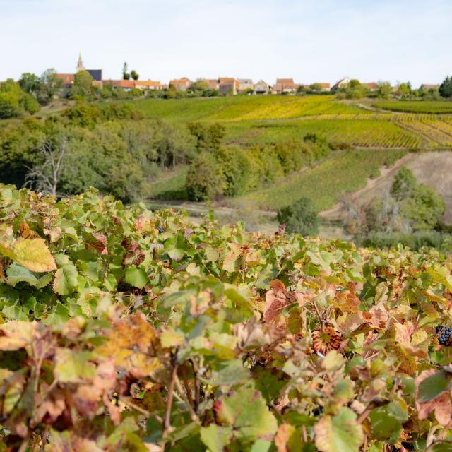 Côtes Du Couchois