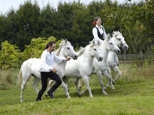The legendary horses