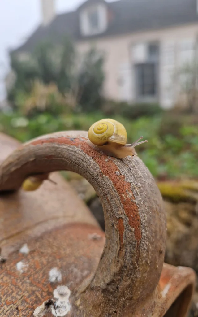 Die Schnecke: eine lokale Spezialität!