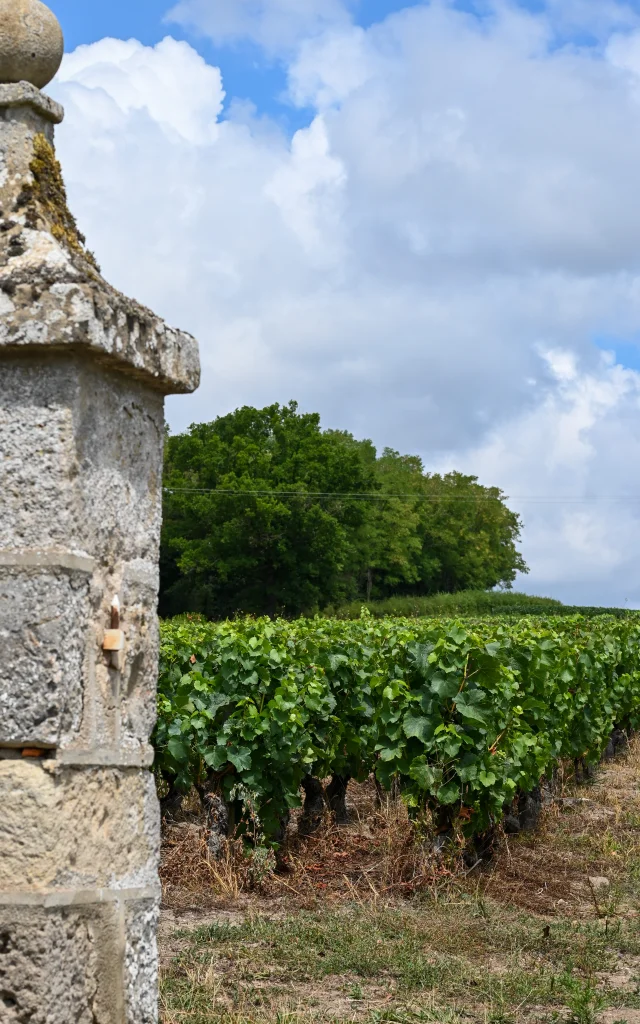 Vignoble de Dracy-lès-Couches