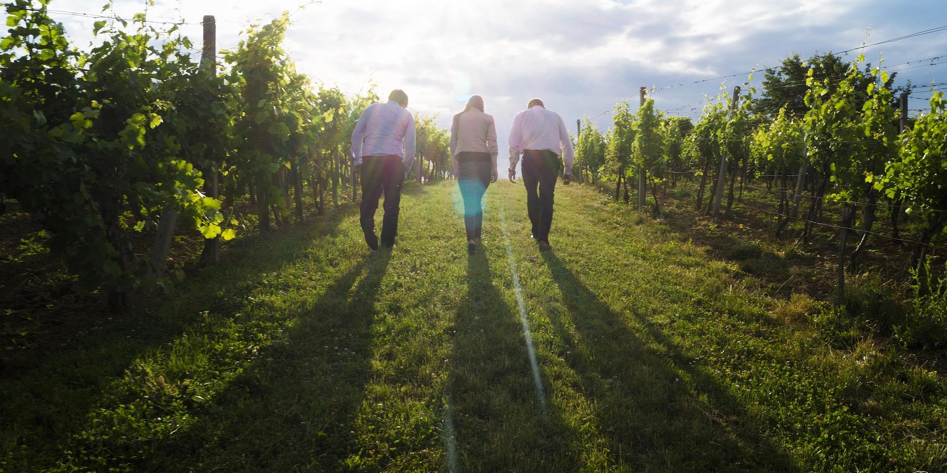 Tourisme d'affaire vignes