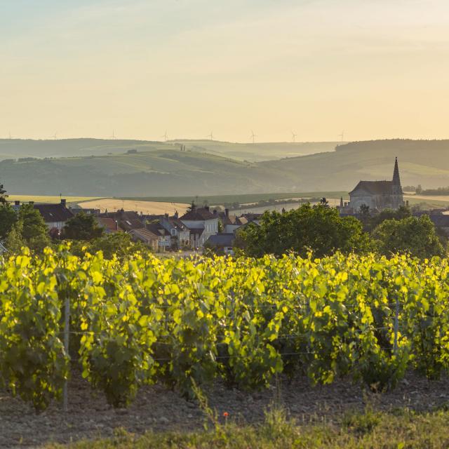coulange-la-vineuse-08062015-9977.jpg