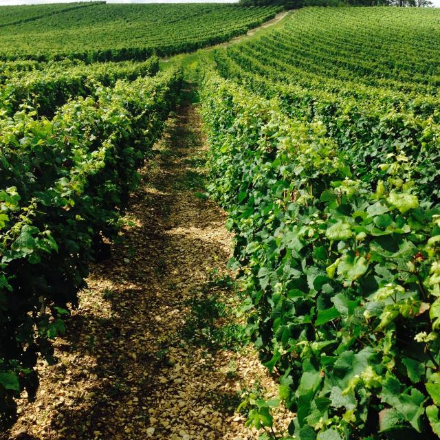 Saint Bris vignoble