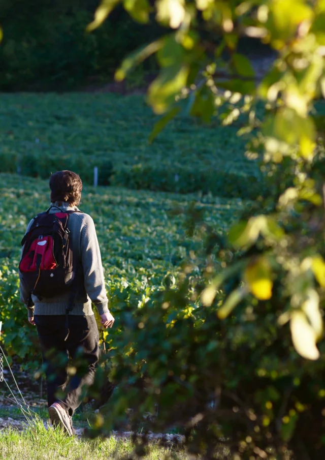 Randonneur dans les vignes