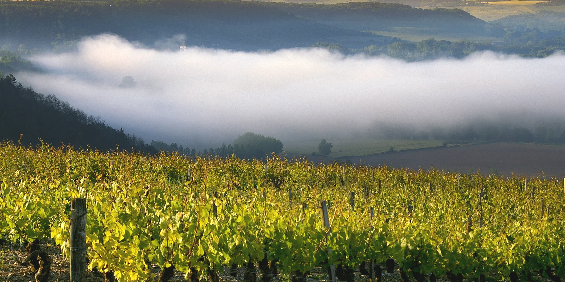 Vignoble Irancy F. Bonnet