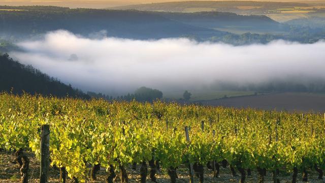 Vignoble Irancy F. Bonnet