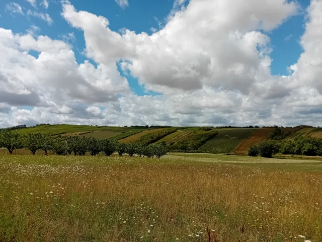 Paysage Jussy