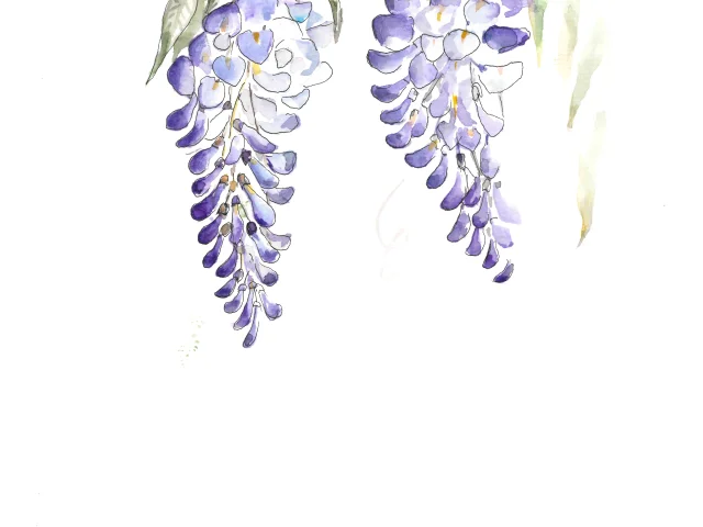 Detail Glicines