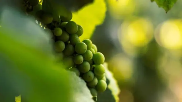 Vin